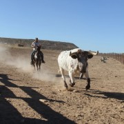 Las labores ganaderas de apartado de toros a caballo