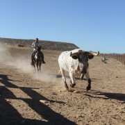 Las labores ganaderas de apartado de toros a caballo