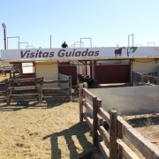 Los toros en los corrales