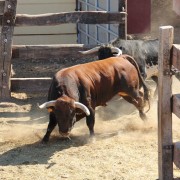 Los toros en los corrales