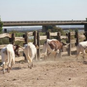 Los toros en los corrales