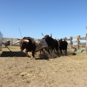 Los toros en los corrales