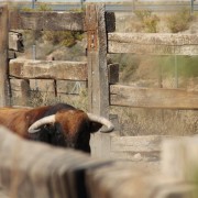 Los toros en los corrales