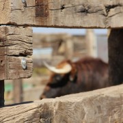 Los toros en los corrales