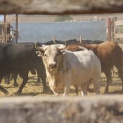 Los toros en los corrales