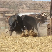 Los toros en los corrales