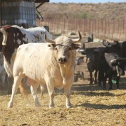 Los toros en los corrales