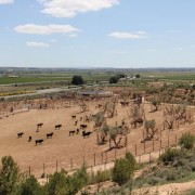 Un paraje natural para contemplar al toro bravo