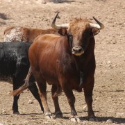 Un paraje natural para contemplar al toro bravo