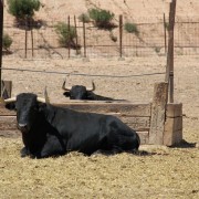 Un paraje natural para contemplar al toro bravo