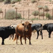 Un paraje natural para contemplar al toro bravo