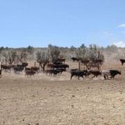 Un paraje natural para contemplar al toro bravo