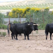 Un paraje natural para contemplar al toro bravo