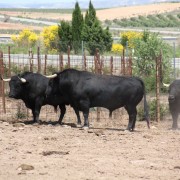 Un paraje natural para contemplar al toro bravo