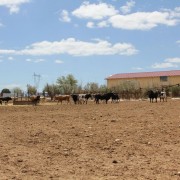 Un paraje natural para contemplar al toro bravo