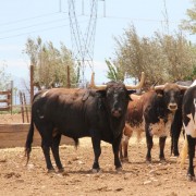 Un paraje natural para contemplar al toro bravo