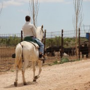 Un paraje natural para contemplar al toro bravo