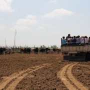 Visitas guiadas, una experiencia única en el entorno del toro bravo