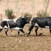 Visitas guiadas, una experiencia única en el entorno del toro bravo