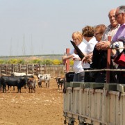 Visitas guiadas, una experiencia única en el entorno del toro bravo