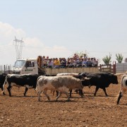 Visitas guiadas, una experiencia única en el entorno del toro bravo