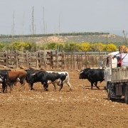 Visitas guiadas, una experiencia única en el entorno del toro bravo