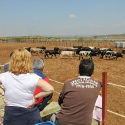 Visitas guiadas, una experiencia única en el entorno del toro bravo