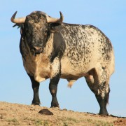 Los astados de la Finca Toropasión