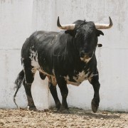 Los astados de la Finca Toropasión