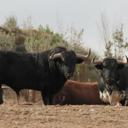 Los astados de la Finca Toropasión