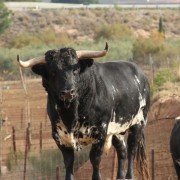 Los astados de la Finca Toropasión