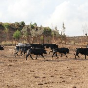 Los astados de la Finca Toropasión