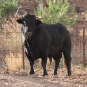 Los astados de la Finca Toropasión