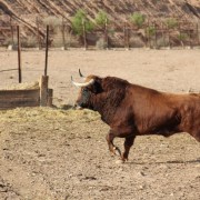 Los astados de la Finca Toropasión