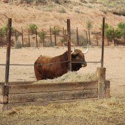 Los astados de la Finca Toropasión