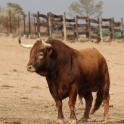 Los astados de la Finca Toropasión