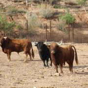 Los astados de la Finca Toropasión