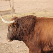 Los astados de la Finca Toropasión