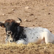 Los astados de la Finca Toropasión