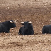 Los astados de la Finca Toropasión