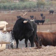 Los astados de la Finca Toropasión