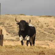 Los astados de la Finca Toropasión