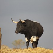 Los astados de la Finca Toropasión