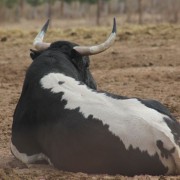 Los astados de la Finca Toropasión