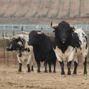 Los astados de la Finca Toropasión