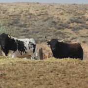 Los astados de la Finca Toropasión