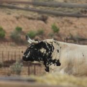 Los astados de la Finca Toropasión