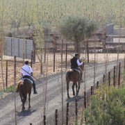 El club taurino de Estella visitó las instalaciones de Finca Toropasión