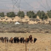 El club taurino de Estella visitó las instalaciones de Finca Toropasión