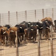 El club taurino de Estella visitó las instalaciones de Finca Toropasión